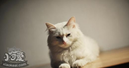 山東獅子貓絕育后怎么護理 絕育手術后護理方法