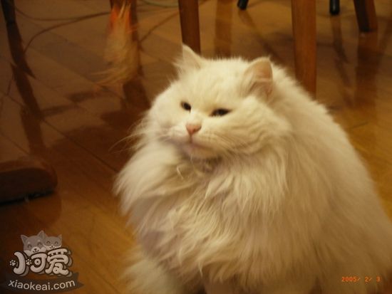 山東獅子貓?jiān)趺粗a(chǎn) 生產(chǎn)過程及助產(chǎn)方法介紹