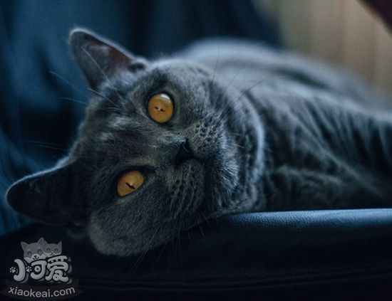 沙特爾貓奶水不足怎么辦 沙特爾貓奶水不足原因介紹