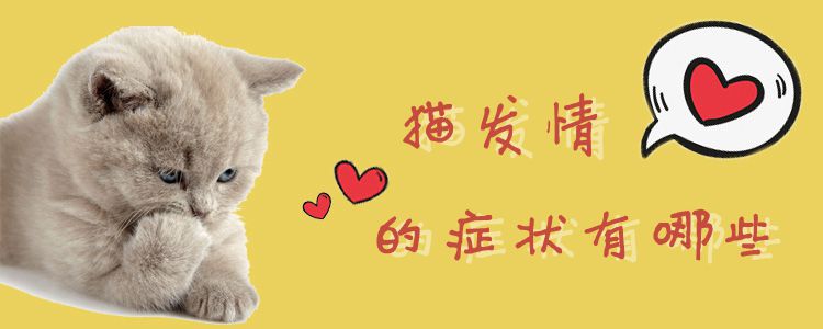 貓發情的癥狀有哪些