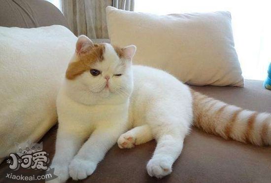 加菲貓懷孕怎么照顧 加菲貓孕期照顧教程