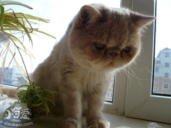 加菲貓分娩前有什么征兆 加菲貓分娩征兆解析