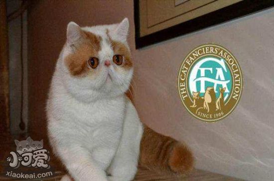 怎么幫加菲貓接生 加菲貓接生方法