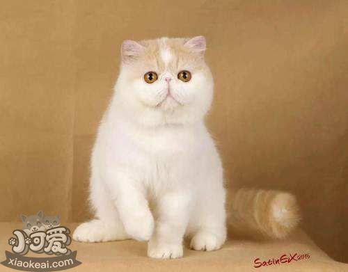 加菲貓怎么催乳 加菲貓催乳方法