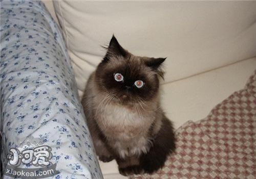 喜馬拉雅貓繁殖要注意什么 喜馬拉雅貓繁殖注意事項