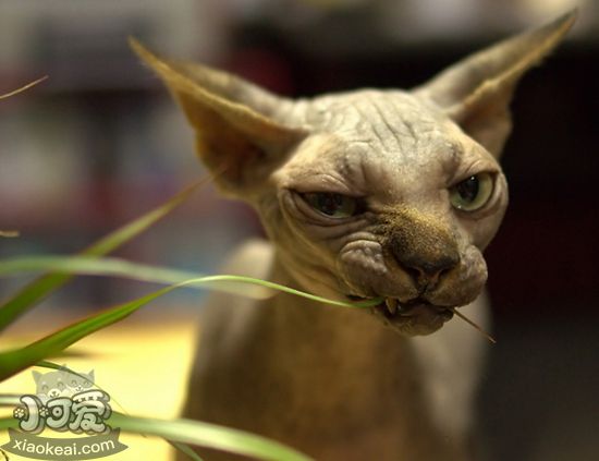 加拿大無毛貓產后出血怎么辦 產后出血解決辦法