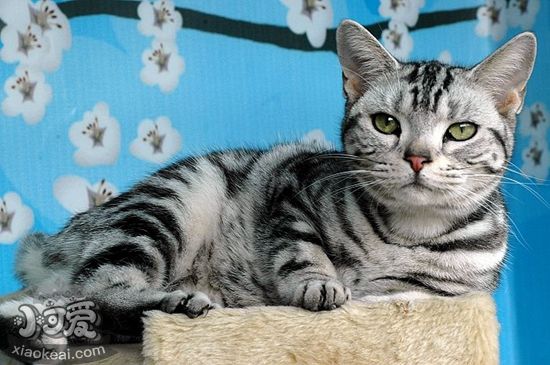 美國短毛貓幼貓什么時候斷奶 幼貓斷奶時間介紹