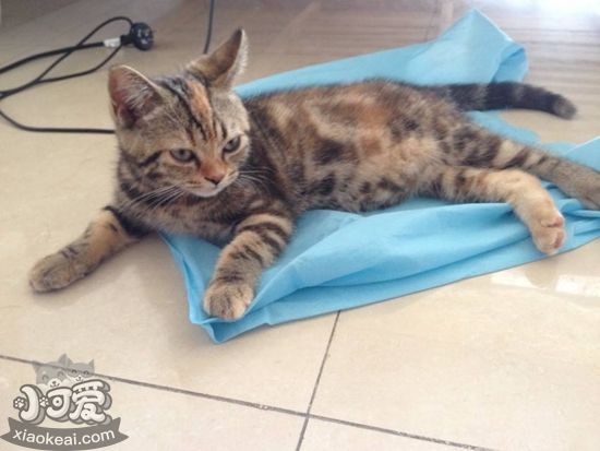 美國短毛貓懷孕要注意什么 美國短毛貓懷孕注意事項