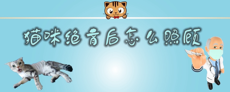 貓咪絕育后怎么照顧