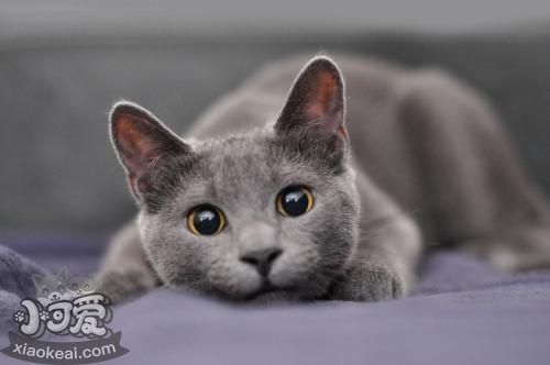 俄羅斯藍貓一窩能生幾只小貓