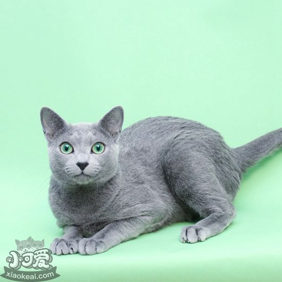 俄羅斯藍(lán)貓繁殖要注意哪些問題 俄羅斯藍(lán)貓注意事項(xiàng)