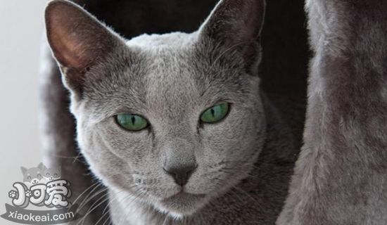 俄羅斯藍貓懷孕怎么照顧 俄羅斯藍貓孕期護理指南