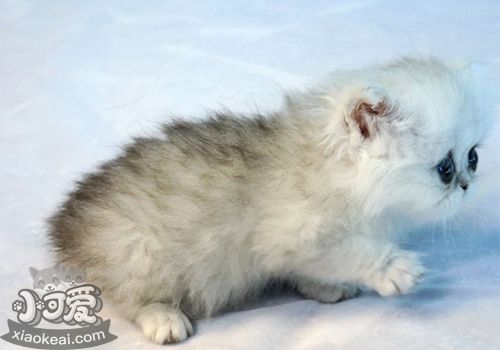 金吉拉貓發情有什么表現 金吉拉貓發情表現介紹