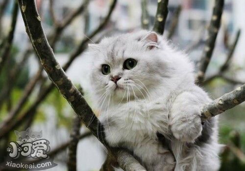 金吉拉貓幼貓用什么奶粉喂養