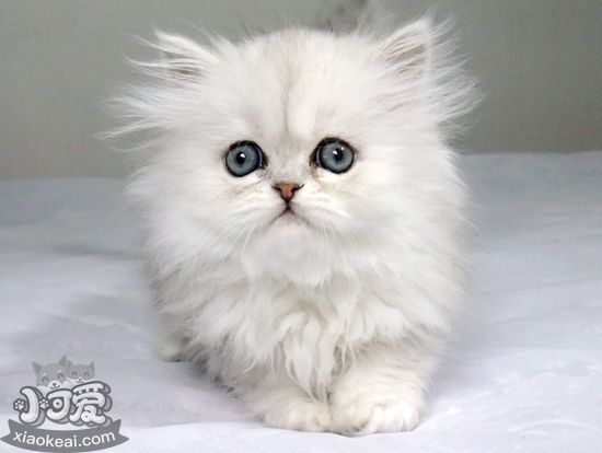 金吉拉貓難產怎么辦 金吉拉貓難產解決辦法