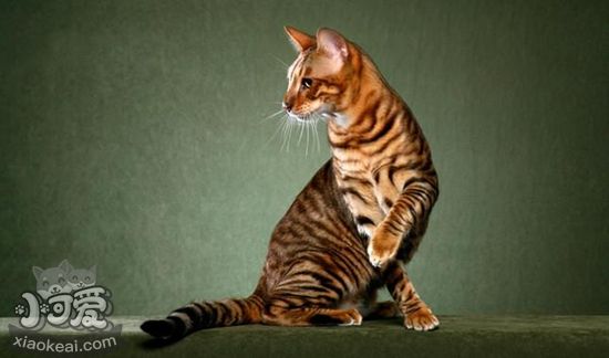 玩具虎貓難產有什么征兆 玩具虎貓難產征兆介紹