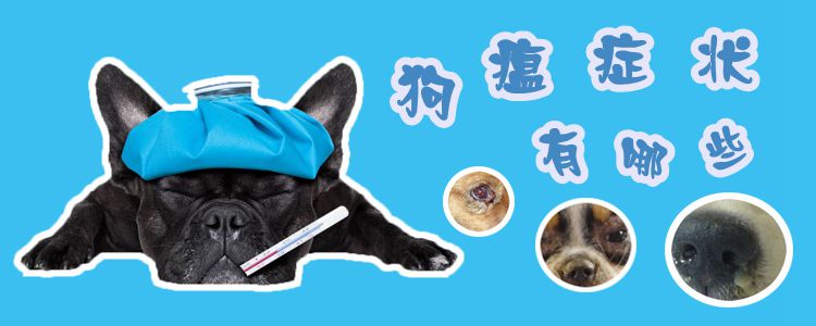狗瘟癥狀有哪些