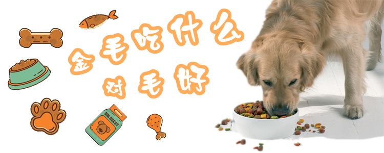 金毛吃什么對毛好