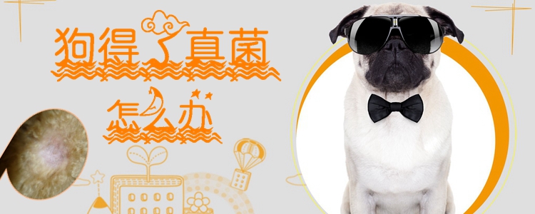 狗得了真菌怎么辦