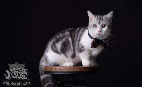 曼基康貓發(fā)情鬧春怎么辦 曼基康貓發(fā)情解決辦法