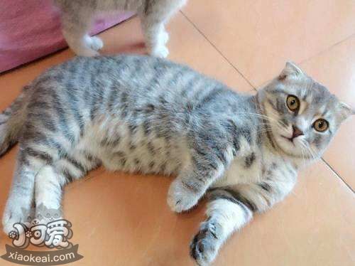 曼基康貓產后嘔吐怎么回事 曼基康貓產后嘔吐原因介紹