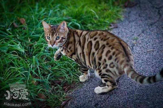 豹貓產房怎么做 豹貓產房制作方法