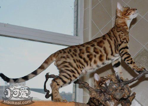 豹貓多大斷奶合適 豹貓幼貓斷奶時間介紹