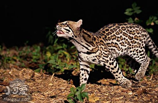 豹貓公貓不愿與母貓交配怎么辦