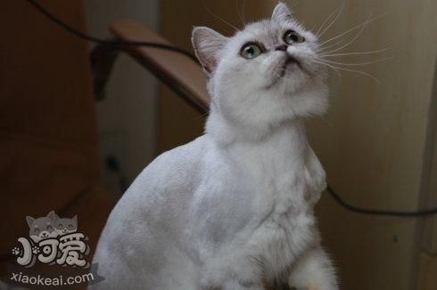 蒂凡尼貓怎么預防流產 蒂凡尼貓流產預防方法