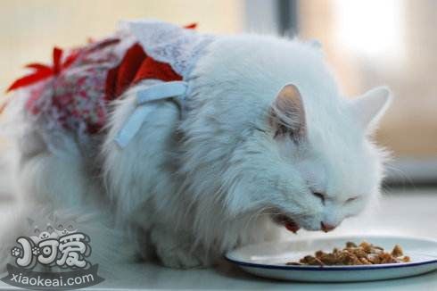 蒂凡尼貓絕育前要準備什么 蒂凡尼貓絕育準備事項