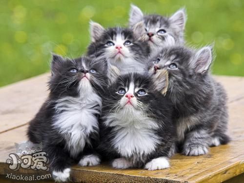 挪威森林貓產后怎么護理 挪威森林貓產后護理注意事項