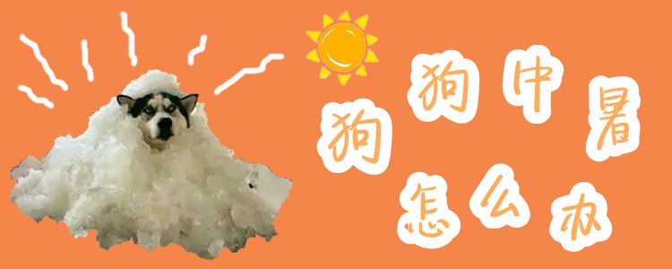 狗狗中暑怎么辦