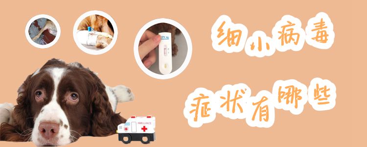 ?細(xì)小病毒癥狀有哪些1