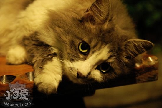 挪威森林貓絕育后怎么護理 絕育后護理要點