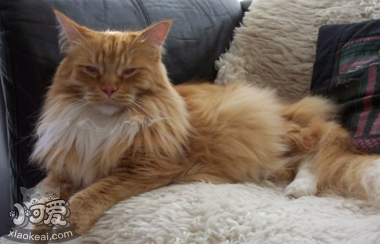 英國長毛貓怎么助產(chǎn) 英國長毛貓生產(chǎn)助產(chǎn)方法