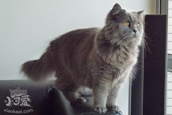 英國長毛貓剛出生小貓怎么處理