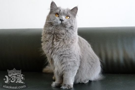 英國長毛貓什么時候絕育好 英國長毛貓絕育最佳時間