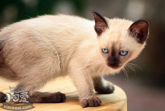 暹羅貓?jiān)趺捶敝?暹羅貓繁殖流程