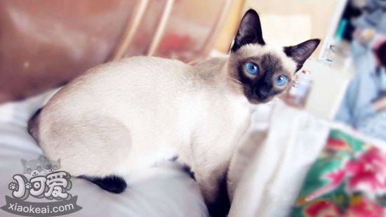 暹羅貓多大可以生小貓 暹羅貓適孕年齡