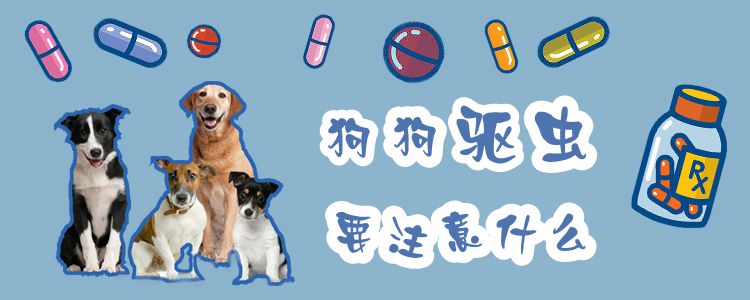 狗狗驅蟲要注意什么
