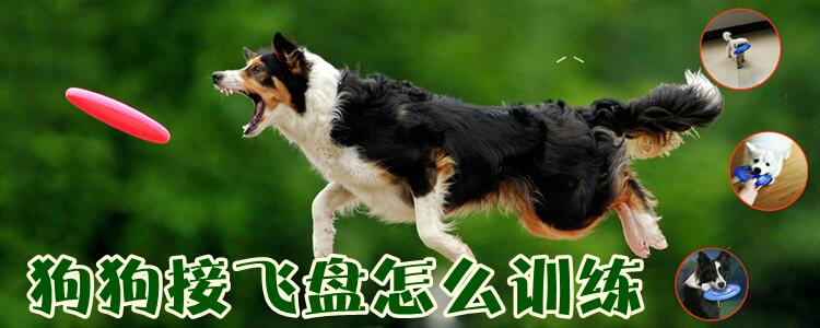 怎么訓練狗狗接飛盤