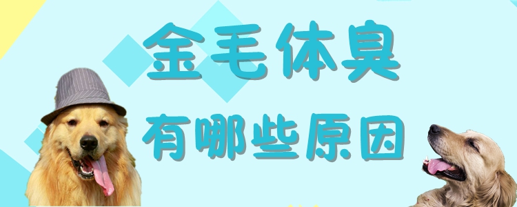 金毛體臭有哪些原因