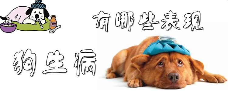 狗生病有哪些表現