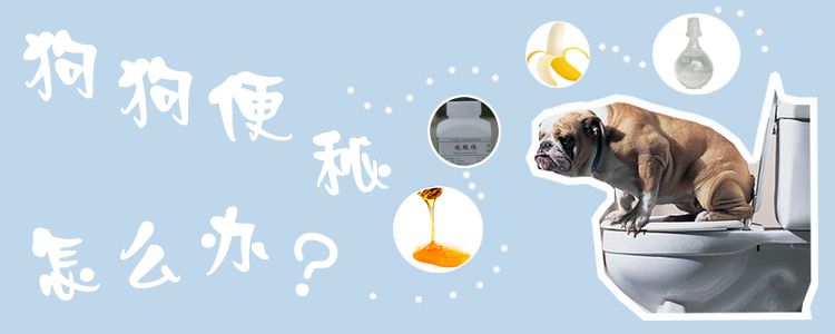 狗狗便秘怎么辦