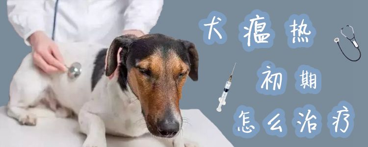 犬瘟熱初期怎么治療1