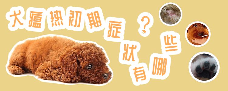 犬瘟熱初期癥狀有哪些