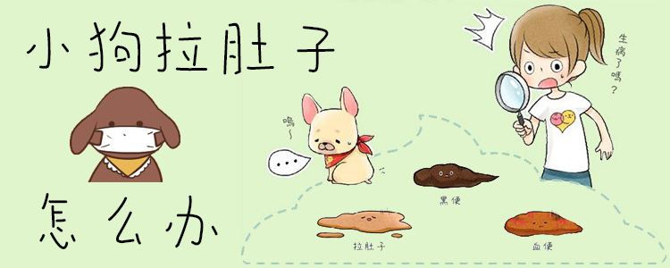 小狗拉肚子怎么辦1
