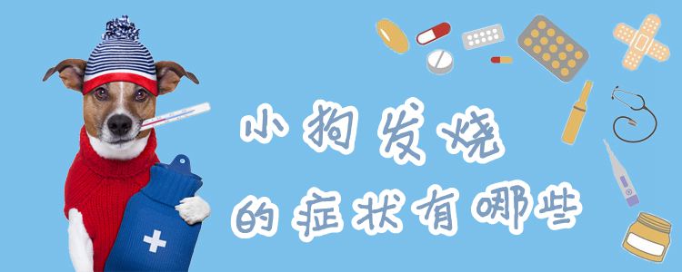 小狗發(fā)燒的癥狀有哪些