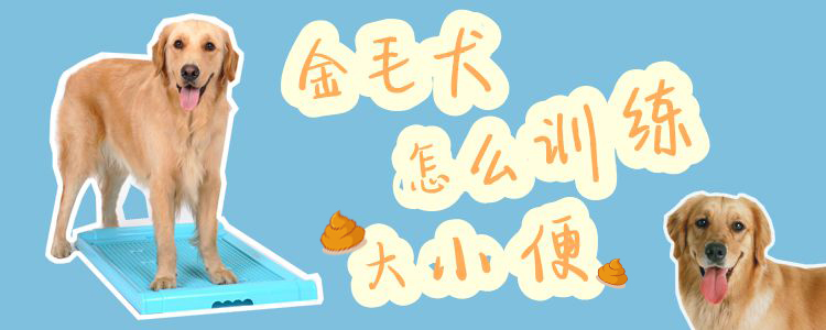 金毛犬怎么訓練大小便1
