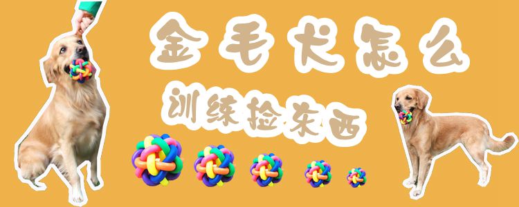 金毛犬怎么訓練撿東西
